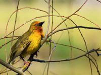 Cape weaver - West Coast