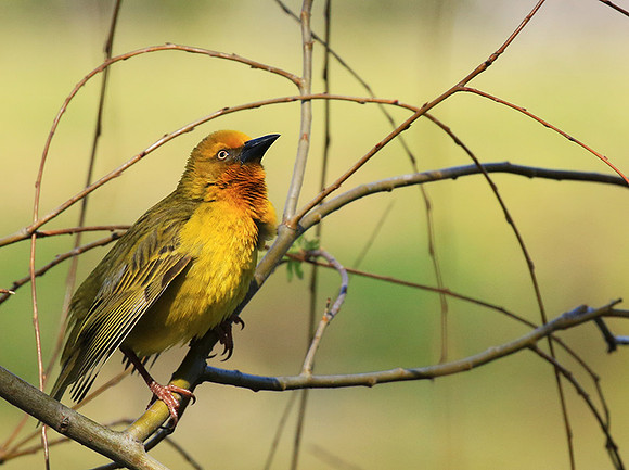 Cape weaver - West Coast