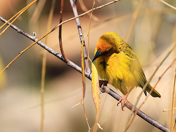 Cape weaver - West Coast
