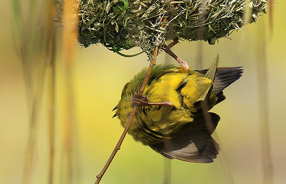 Cape weaver - West Coast