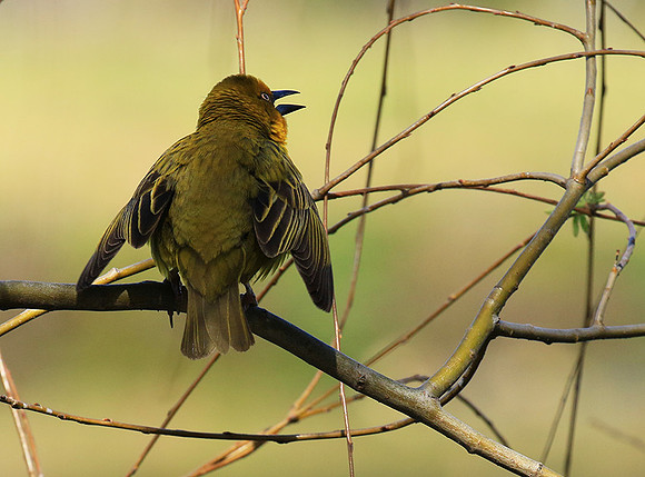 Cape weaver - West Coast