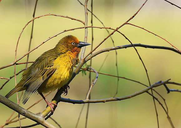 Cape weaver - West Coast
