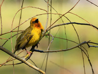 Cape weaver - West Coast