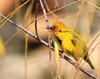Cape weaver - West Coast