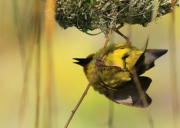 Cape weaver - West Coast