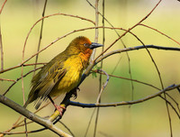 Cape weaver - West Coast