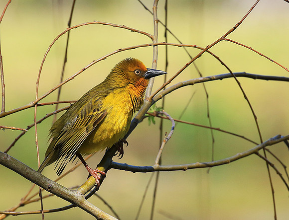 Cape weaver - West Coast