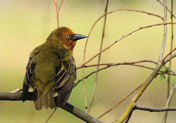 Cape weaver - West Coast