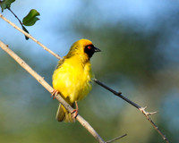 Masked weaver - Londolozi gamae reserve