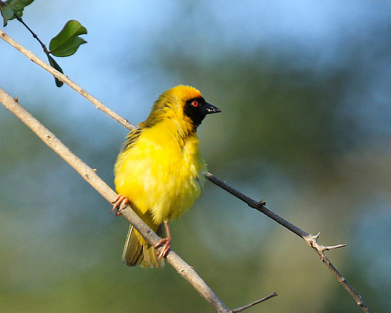 Masked weaver - Londolozi gamae reserve