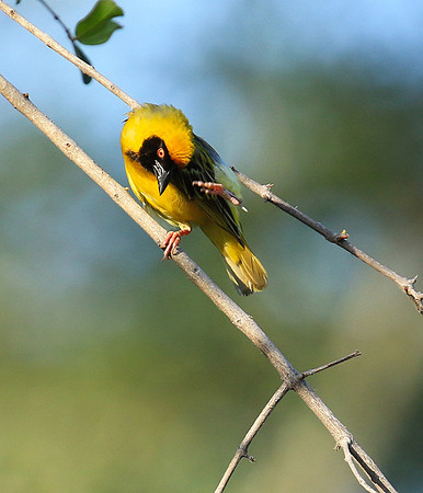 Masked weaver - Londolozi gamae reserve