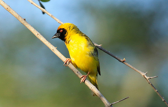 Masked weaver - Londolozi gamae reserve
