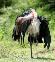 In the crater of Ngorongoro