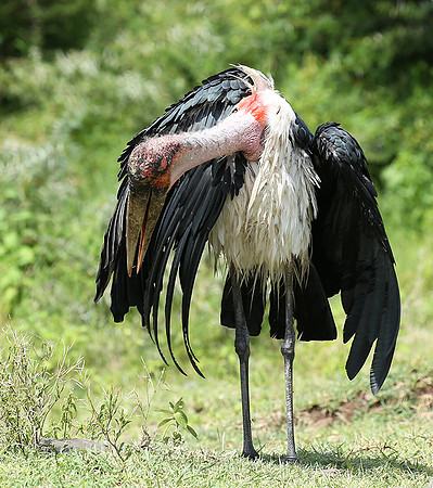 In the crater of Ngorongoro