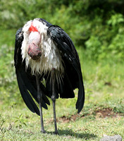 In the crater of Ngorongoro