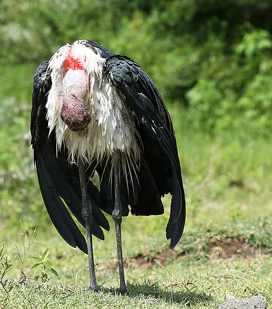In the crater of Ngorongoro