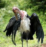In the crater of Ngorongoro