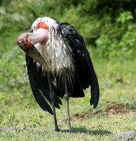 In the crater of Ngorongoro