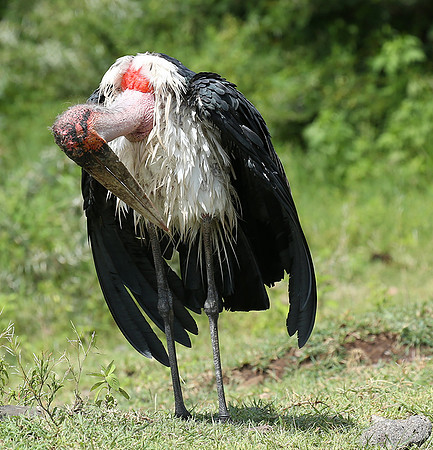 In the crater of Ngorongoro
