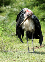In the crater of Ngorongoro