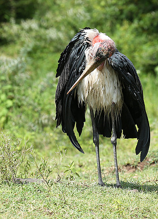 In the crater of Ngorongoro