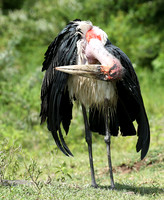 In the crater of Ngorongoro