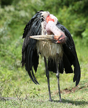 In the crater of Ngorongoro