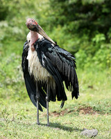 In the crater of Ngorongoro