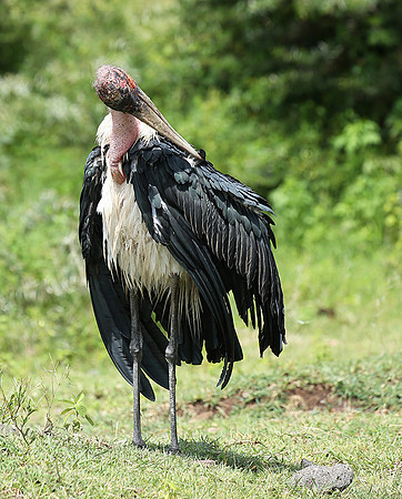 In the crater of Ngorongoro