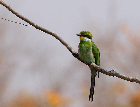 Swallow-tailed bee-eater - Hwange BP