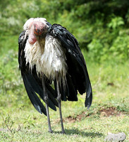 In the crater of Ngorongoro