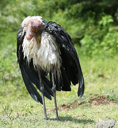 In the crater of Ngorongoro