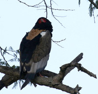 Ngorongoro