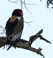 Ngorongoro