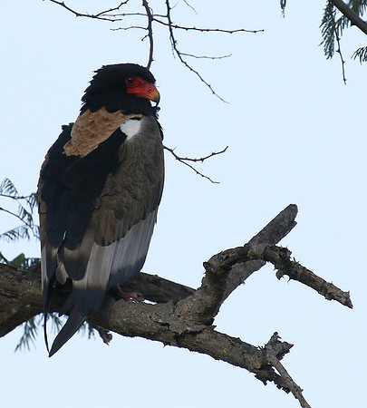 Ngorongoro