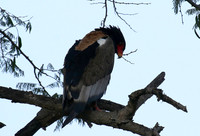 Ngorongoro