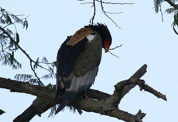 Ngorongoro