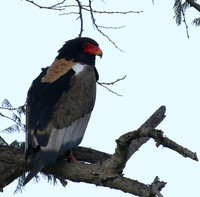 Ngorongoro