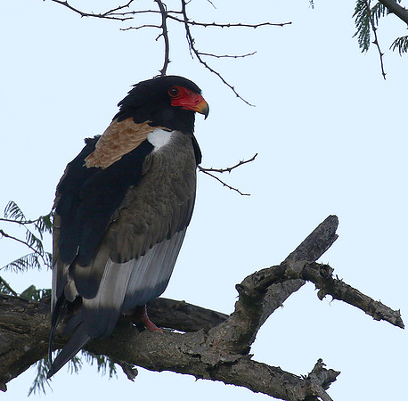 Ngorongoro