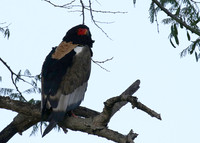 Ngorongoro