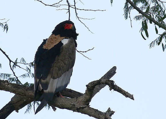 Ngorongoro