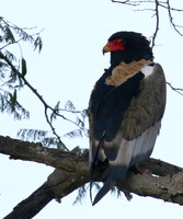 Ngorongoro