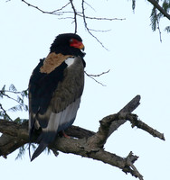 Ngorongoro