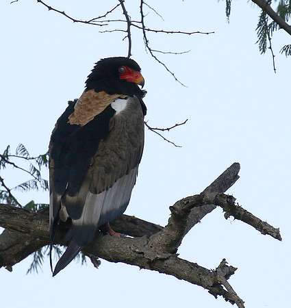 Ngorongoro