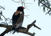 Ngorongoro