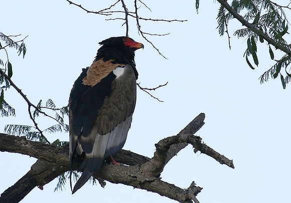 Ngorongoro