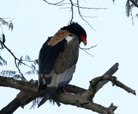 Ngorongoro