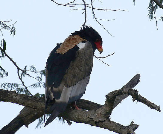 Ngorongoro