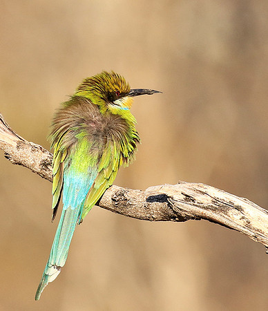 Swallow-tailed bee-eater - Mana Pools NP