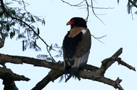 Ngorongoro